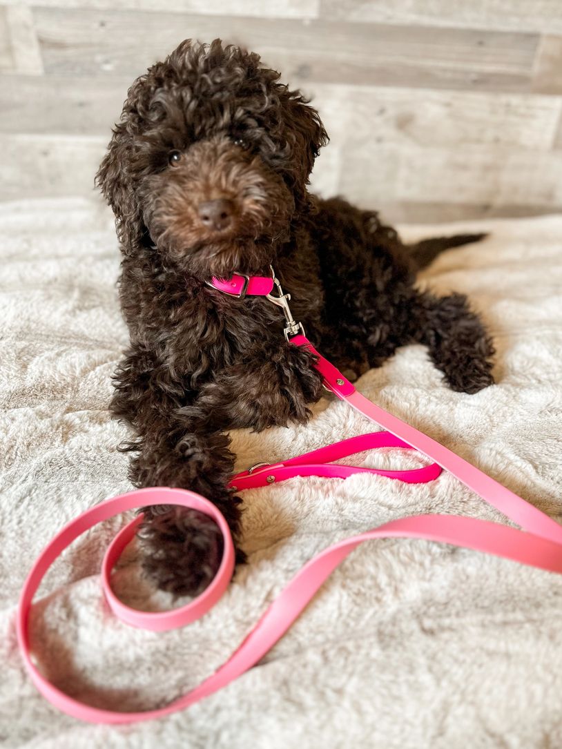 Mini Goldendoodle for Guardian