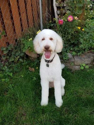 doodle puppies salem