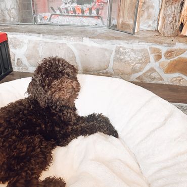 Chocolate mini goldendoodle