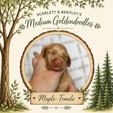 Blonde golden doodle