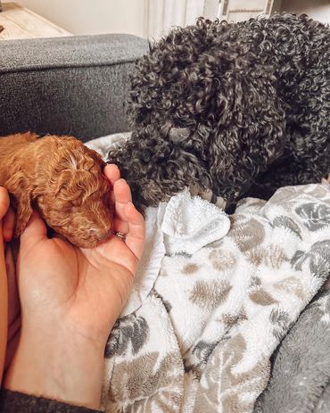 Puppy love