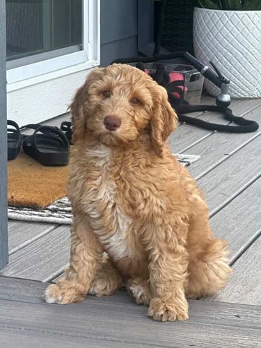 Best Golden doodle breeder seattle