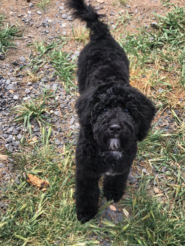 goldendoodle puppies for sale