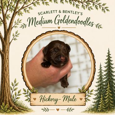 Golden doodle breeder near me