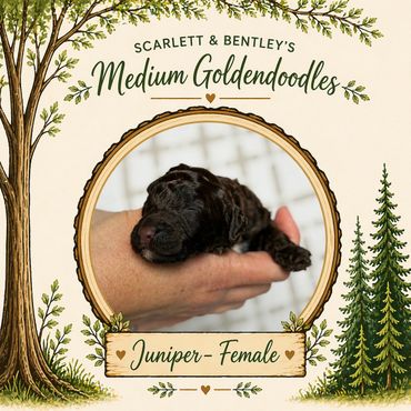 Chocolate golden doodle breeder