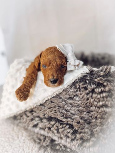 Golden doodle puppy bend