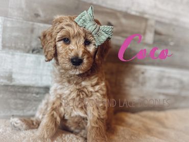 mini golden doodle puppies eugene