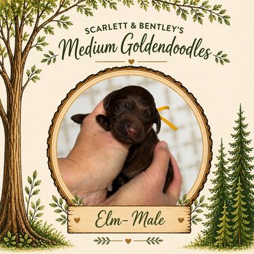 Chocolate doodle for sale