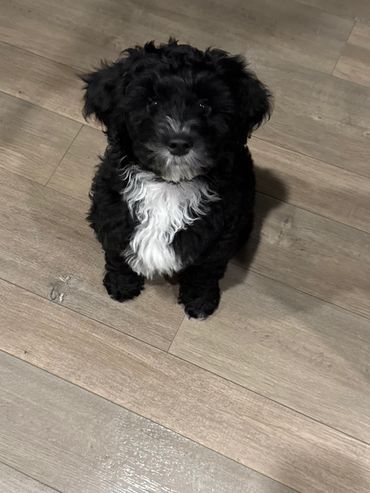 Best mini Goldendoodle breeder salem