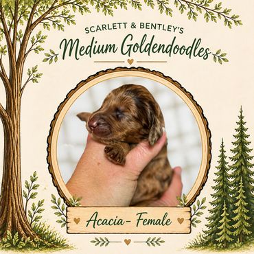Brown Goldendoodle breeder