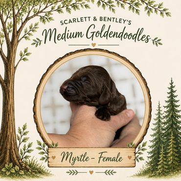 Brown Goldendoodle for adoption