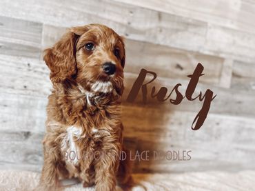 red doodle puppies