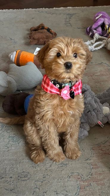 Mini Goldendoodle for adoption portland