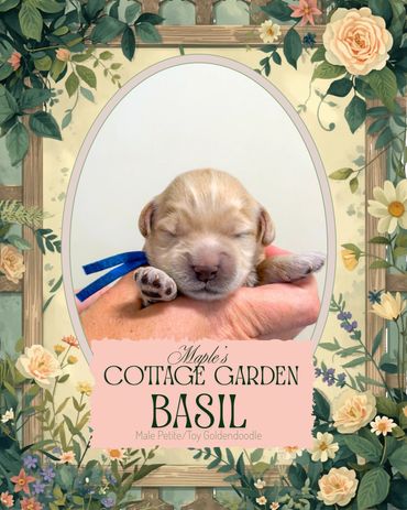 Toy Goldendoodle for adoption