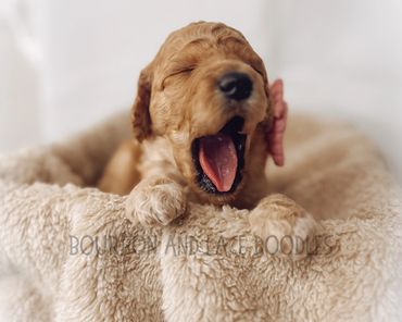 goldendoodle puppies for sale