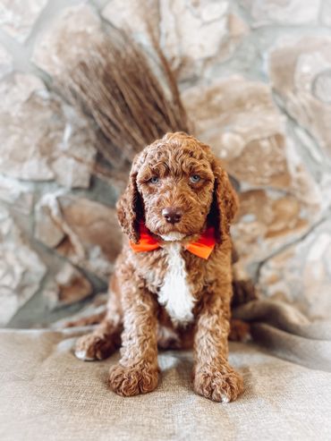 Redmond Goldendoodle breeder