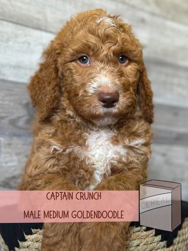 Best Golden doodle breeder Washington