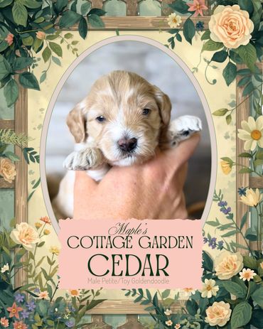 Toy Goldendoodle near me