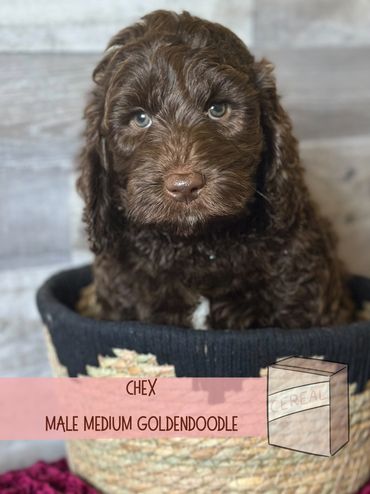 Best Goldendoodle breeder portland