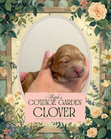 Toy Goldendoodle puppies