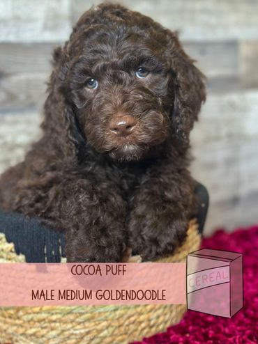 Best Goldendoodle breeder salem