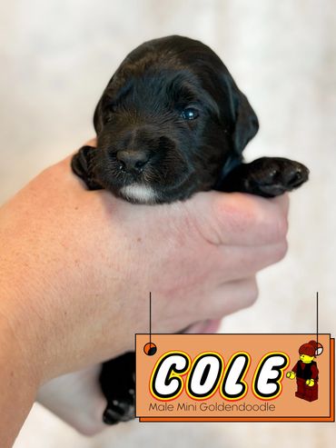 Mini Goldendoodle for sale