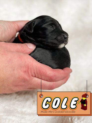 Black mini Goldendoodle