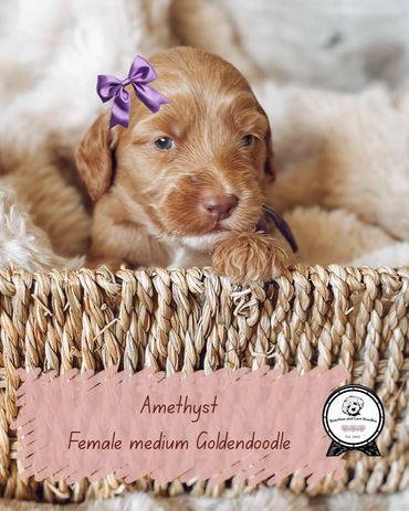 Best doodle breeder in oregon