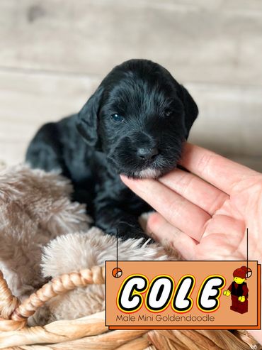 Black Goldendoodle breeder