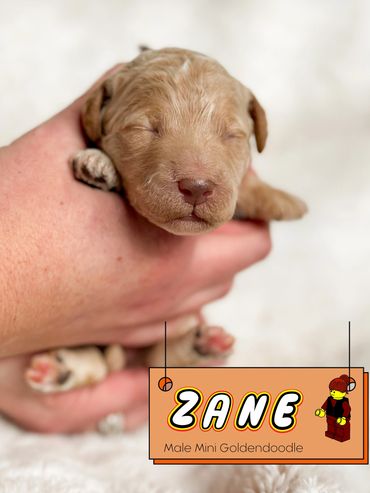 Good golden doodle breeder