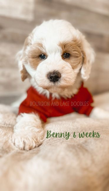 Micro mini goldendoodle puppies