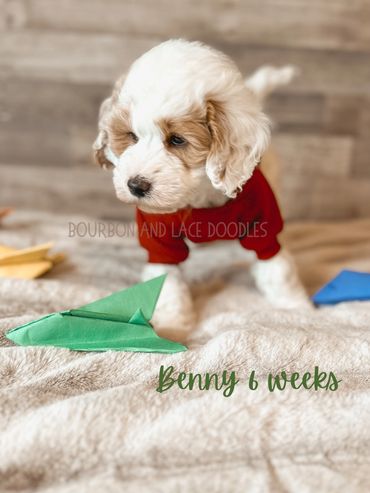 tiny goldendoodle pupies