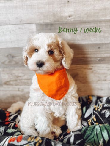 Petite mini goldendoodle puppies