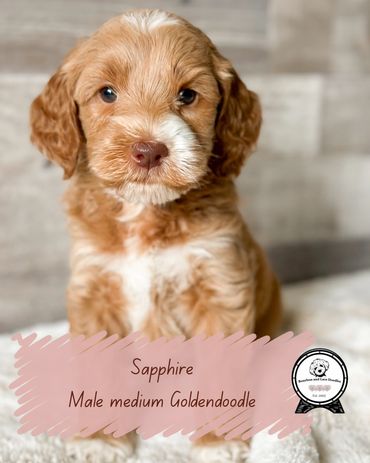 Apricot Goldendoodle Oregon