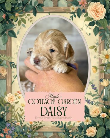 Toy Goldendoodle oregon