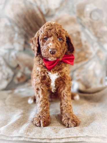 Red goldendoodle