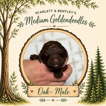 Goldendoodle breeder near me