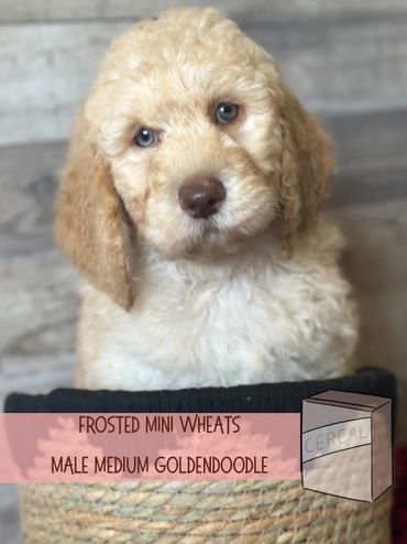 Best Golden doodle breeder oregon