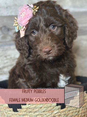 Best Goldendoodle breeder oregon