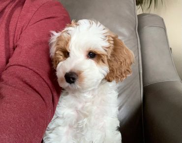 Mini Goldendoodle breeder redmond