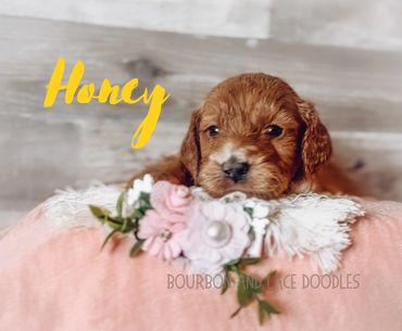 Mini goldendoodle breeder