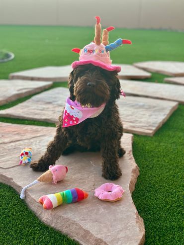 Best doodle breeder seattle