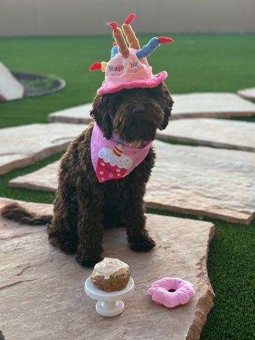 Non fading chocolate Goldendoodle