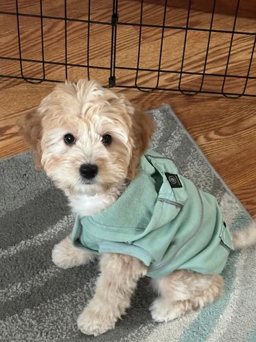 Mini doodle breeder washington