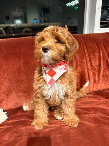 goldendoodle breeder portland