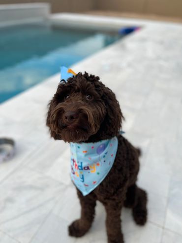 Goldendoodle association of north america