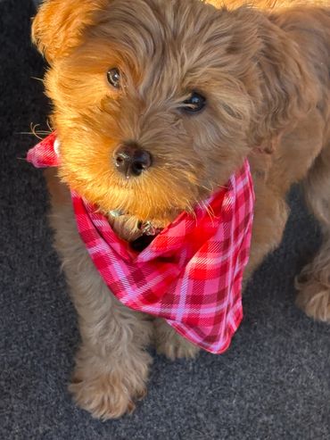 Mini golden doodle breeder seattle