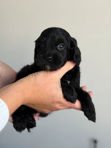Mini golden doodle for adoption Eugene