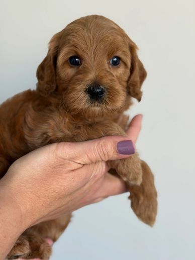Toy Goldendoodle for sale oregon