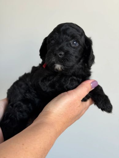 Toy Goldendoodle for sale portland